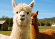 南怡岛/草泥马乐园/晨静树木园一日游