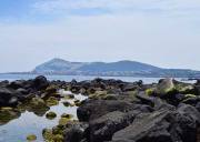 济州岛西南部 B 线一日游：中文司机全程带玩，从独立岩到绿茶博物馆，轻松逛遍 5 大景点