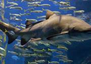 打卡釜山！SEA LIFE 水族馆（海洋迷 / 亲子必逛）逛馆攻略