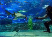 釜山 SEA LIFE 水族馆：与海洋生物近距离互动，开启奇幻海底探索之旅